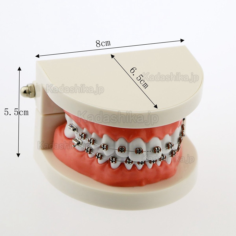 歯科 歯磨き指導顎模型（矯正）