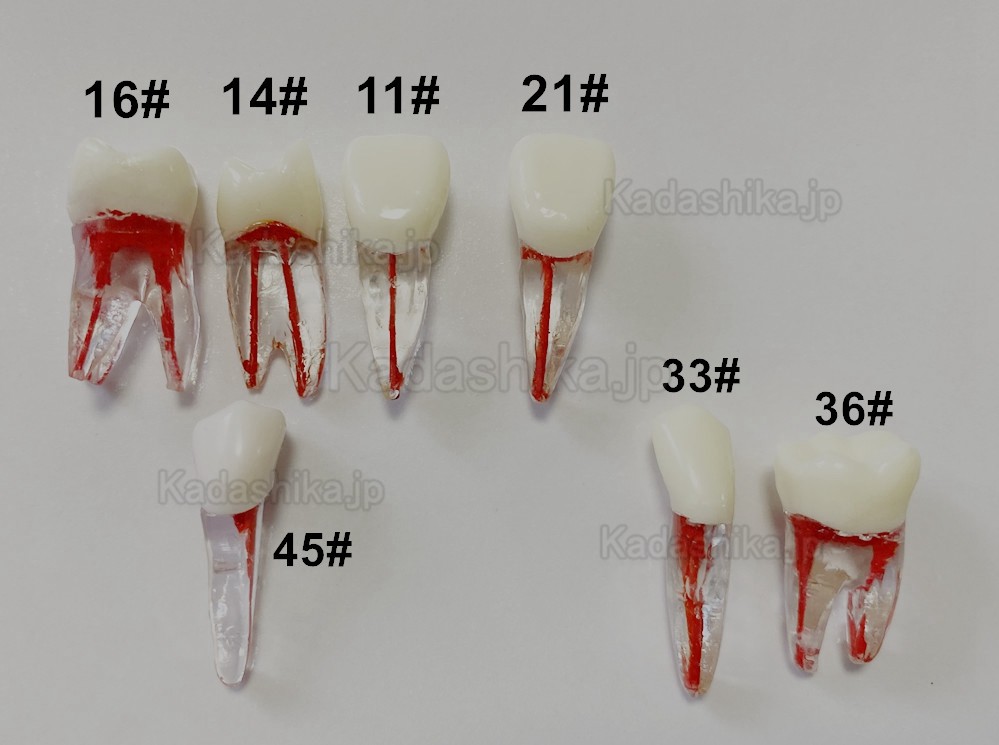 歯内療法実習用複製根2層模型歯 (臼歯上下歯 小臼歯 ルート2/3-根管)